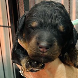 Girl 3 - Bernedoodle puppy in Macon County, North Carolina from Mountain Doodles