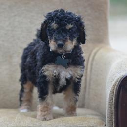Gray Collar - Phantom female Bernedoodle puppy in Scottsboro, Alabama from Dixie Land Doodles
