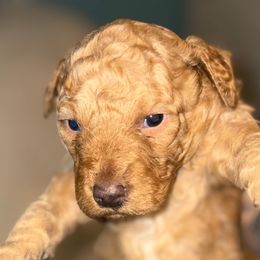Girl 1 - Apricot female Goldendoodle puppy in Holly, Colorado from Vida’s Loving Doodles