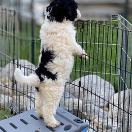 Australian Labradoodle Puppies from Cascade Canyon Labradoodles