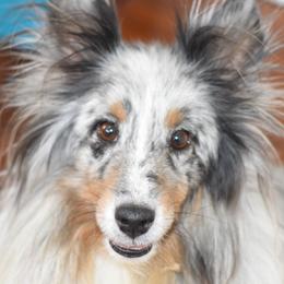 Shetland Sheepdogs from Southside Shelties