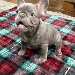 Kenny - Blue male French Bulldog puppy in Ennis, Texas from Family Farm Frenchies