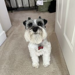 Bruno - Miniature Schnauzer