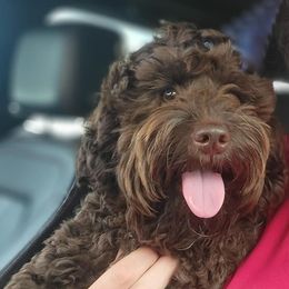 Benny - Cockapoo