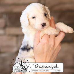 Rapunzel - Blue merle and white female Sheepadoodle puppy in Cleveland, Tennessee from Narrow Path Old English & Sheepadoodles