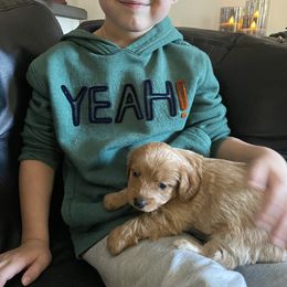 Cavapoo and Poodle Puppies from Coopers Lane Puppies