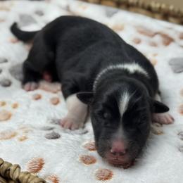 Boy 2 - Black tri-color male Australian Shepherd puppy in Volant, Pennsylvania from Addie's Aussies
