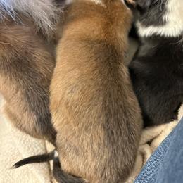 Sable (needs picture) - Sable male Collie puppy in Abilene, Texas from Regal Lassie's