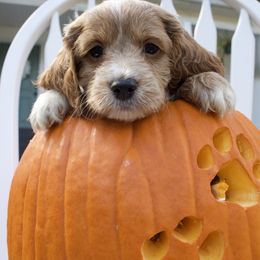 Charming - Buff and white male Cockapoo puppy in Bethlehem, Georgia from Darling Doodles