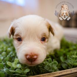 Cider - Red merle male Miniature Australian Shepherd puppy in Hearne, Texas from Wigglebutts Unlimited