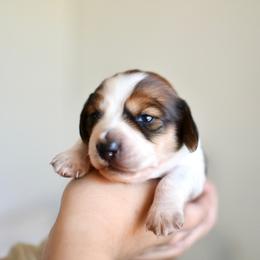Pecan Pie - Piebald male Dachshund puppy in Youngstown, Florida from Paradox Dachshunds