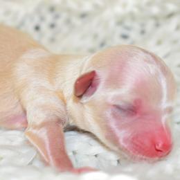 Maltese and Maltipoo Puppies from Southland Farm Kennels