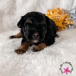 Confetti - Phantom female Maltipoo puppy in Kula, Hawaii from Toy Poodle & Maltipoo Maui