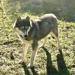 Misty - Siberian Husky