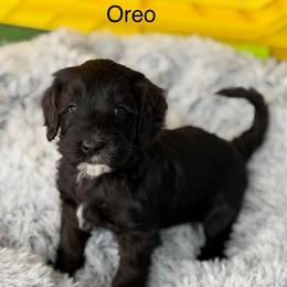 Oreo - Black and chalk male Australian Labradoodle puppy in Londonderry, New Hampshire from Granite State Labradoodles