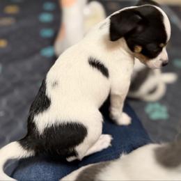Annie - Black and white female Chihuahua puppy in Amity, Pennsylvania from Rhoda and Verna