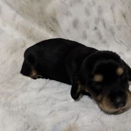 White on chest - Black and tan female Dachshund puppy in De Beque, Colorado from ITSAR Ranch