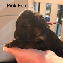 Pink Collar has - Black and red female German Shepherd puppy in Puyallup, Washington from Majestic Royal German Shepherd’s