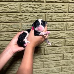 Ruby - Tri-color female Bernedoodle puppy in Carmichaels, Pennsylvania from JensenBelle Doodles