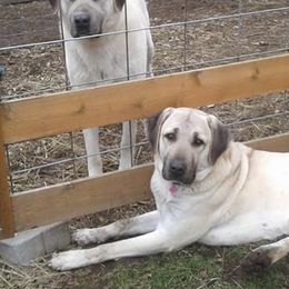 Anatolian Shepherd Dogs and Kangals from Hidden Meadow Ranch
