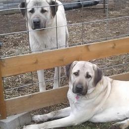 Anatolian Shepherd Dogs and Kangals from Hidden Meadow Ranch