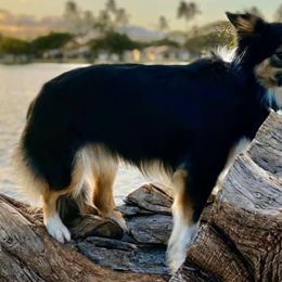 Border Collies from Rylas BCs