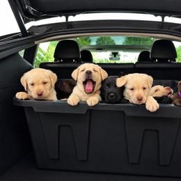 Orange Collar - Yellow female Labrador Retriever puppy in Archer Lodge, North Carolina from Archer Lodge Labradors