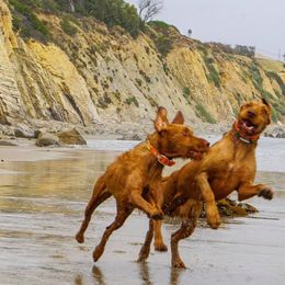 Wirehaired Vizslas from Salish Wirehaired Vizslas