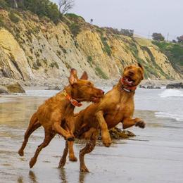 Wirehaired Vizslas from Salish Wirehaired Vizslas