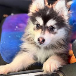 Sphinx - Black and white male Pomsky puppy in Centerville, Iowa from LJ Kennels Pomskies, LLC