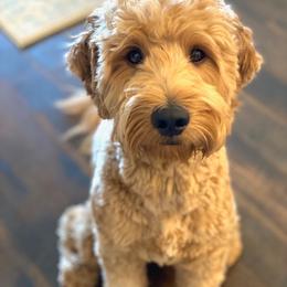 Goldendoodle All Grown Up from Goldendoodle AZ