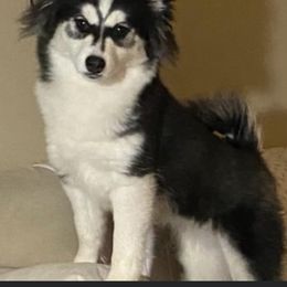 Rory - Pomsky