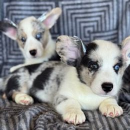 Boy 2 blue  eyes - Blue merle and white male Cardigan Welsh Corgi puppy in Huntington Beach, California from Lucky Puppies