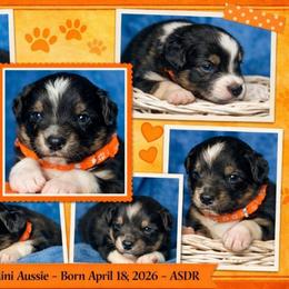 Orange collar - Black tri male Miniature Australian Shepherd puppy in 32046, Florida from River Hill Ranch