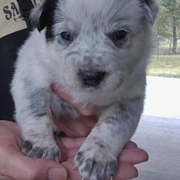 AKC CHAMPION BLOODLINE AUSTRALIAN CATTLE DOG PUPPY - BOY 1 - (CLEAR FACED) - Blue mottled male Australian Cattle Dog puppy in Cassatt, South Carolina from B & E Farms