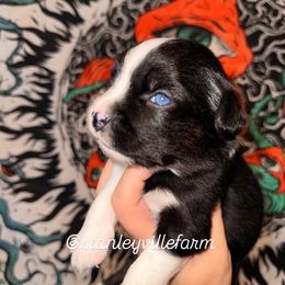 Quinn Btf 2 - Black tri female Miniature Australian Shepherd puppy in Buchanan, Georgia from Stanleyville Farm Mini Aussies