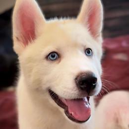 Casper - White male Siberian Husky puppy in Spring Hill, Florida from Siberian Huskies of Tampa Bay