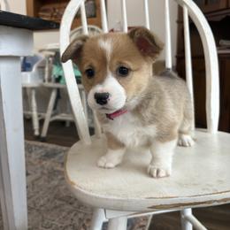 Poppy - Red female Pembroke Welsh Corgi puppy in Dugspur, Virginia from Camelot  Pembroke Corgis