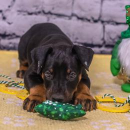 Sky Blue - Black and rust female Doberman Pinscher puppy in Shelby, North Carolina from IronBee Dobermans