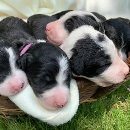 Bordoodle Puppies from Borders of Eby Eden