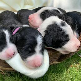 Bordoodle Puppies from Borders of Eby Eden