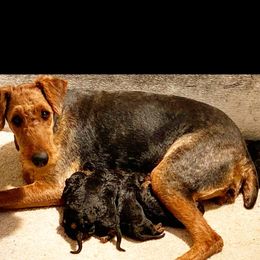 Lilly - Airedale Terrier