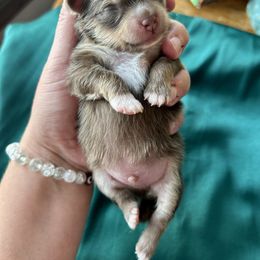 Pomeranian Puppies from Lucky Poms