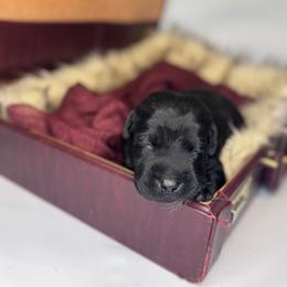 Bear - Black male Labrador Retriever puppy in Rocky Top, Tennessee from Rocky Top Retrievers