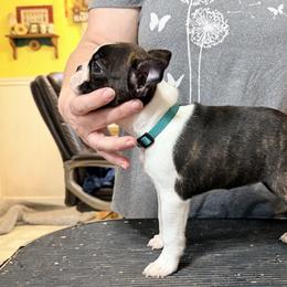 Emily - Brindle and white female Boston Terrier puppy in Shell Knob, Missouri from Stoneridge Kennel