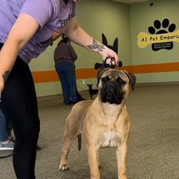 Australian Shepherd, Bullmastiff, Miniature Australian Shepherd, and Toy Australian Shepherd All Grown Up from Rustic Lace