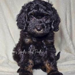 May - Phantom female Bernedoodle puppy in Cleveland, Georgia from Jam's Doodles And Poodles