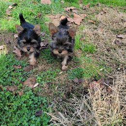 Great Dane and Yorkshire Terrier Puppies from Chuck City Danes