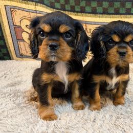 Custer - Black and tan male Cavalier King Charles Spaniel puppy in Sandstone, Minnesota from Peaceful Garden Cavaliers