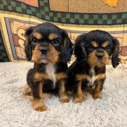 Custer - Black and tan male Cavalier King Charles Spaniel puppy in Sandstone, Minnesota from Peaceful Garden Cavaliers